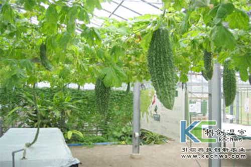 無(wú)土栽培，無(wú)土栽培技術(shù)，無(wú)土栽培設備