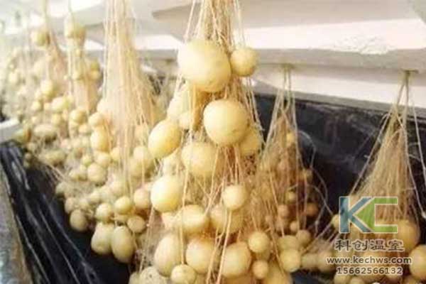 無(wú)土栽培，無(wú)土栽培技術(shù)，無(wú)土栽培設備