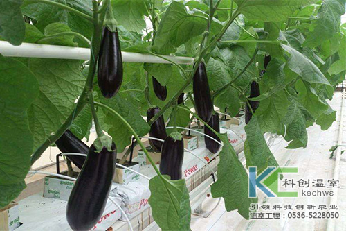 無(wú)土栽培，無(wú)土栽培技術(shù)，無(wú)土栽培設備