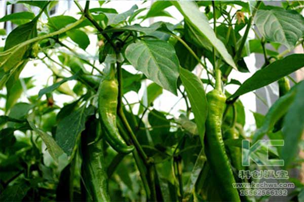 無(wú)土栽培，無(wú)土栽培技術(shù)，無(wú)土栽培設備