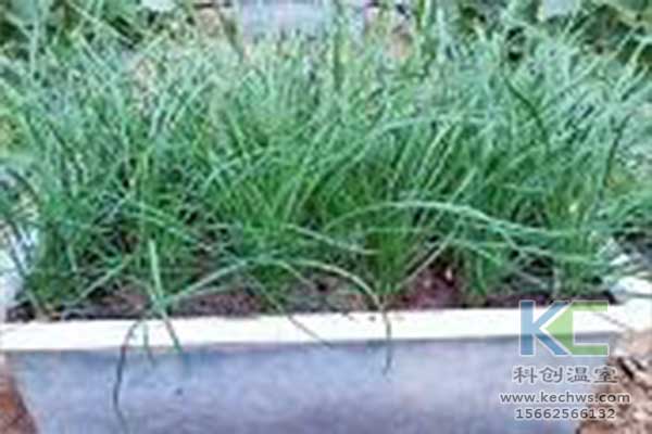 無(wú)土栽培，無(wú)土栽培技術(shù)，無(wú)土栽培設備