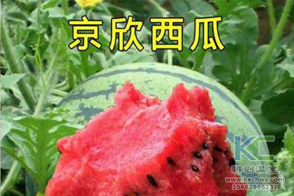 無(wú)土栽培，無(wú)土栽培技術(shù)，無(wú)土栽培設備