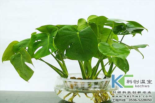 無(wú)土栽培，無(wú)土栽培技術(shù)，無(wú)土栽培設備