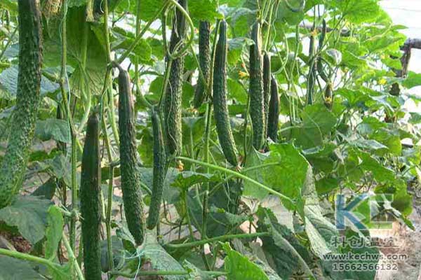 無(wú)土栽培，無(wú)土栽培技術(shù)，無(wú)土栽培設備