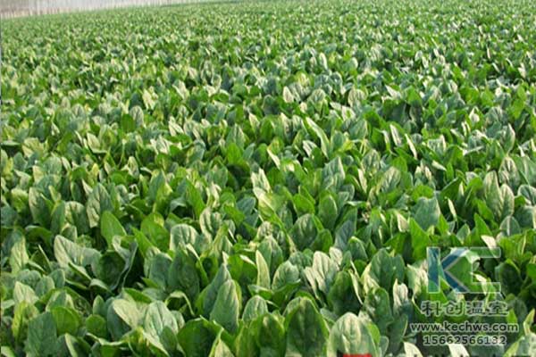 無(wú)土栽培，無(wú)土栽培技術(shù)，無(wú)土栽培設備
