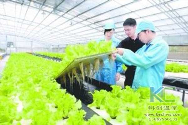 無(wú)土栽培，無(wú)土栽培技術(shù)，無(wú)土栽培設備