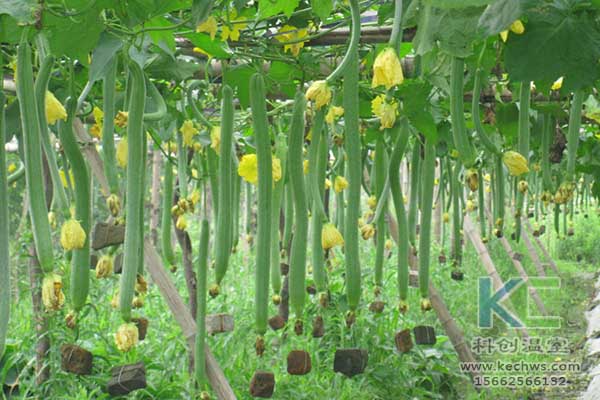 無(wú)土栽培，無(wú)土栽培技術(shù)，無(wú)土栽培設備