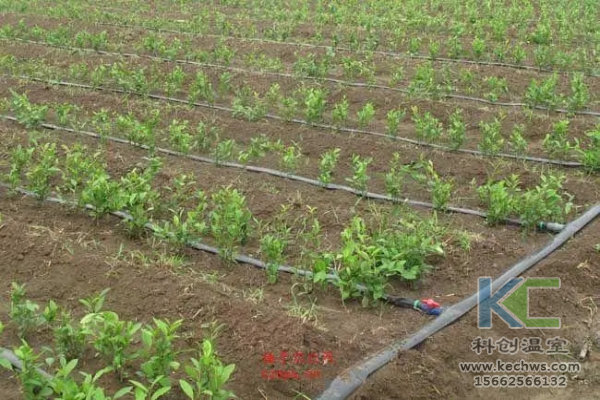 無(wú)土栽培，無(wú)土栽培技術(shù)，無(wú)土栽培設備
