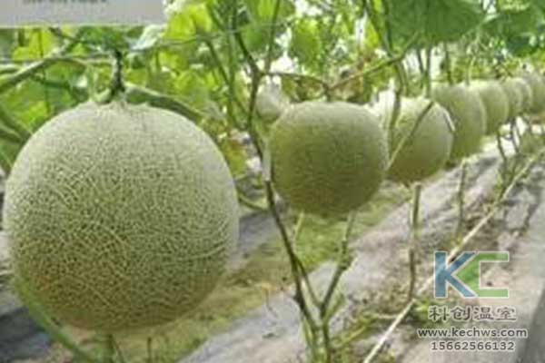 無(wú)土栽培，無(wú)土栽培技術(shù)，無(wú)土栽培設備