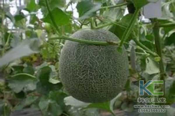 無(wú)土栽培，無(wú)土栽培技術(shù)，無(wú)土栽培設備