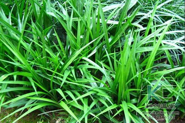 無(wú)土栽培，無(wú)土栽培技術(shù)，無(wú)土栽培設備