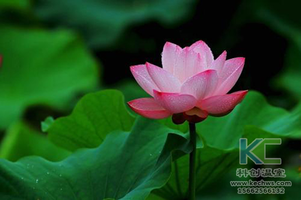 無(wú)土栽培，無(wú)土栽培技術(shù)，無(wú)土栽培設備