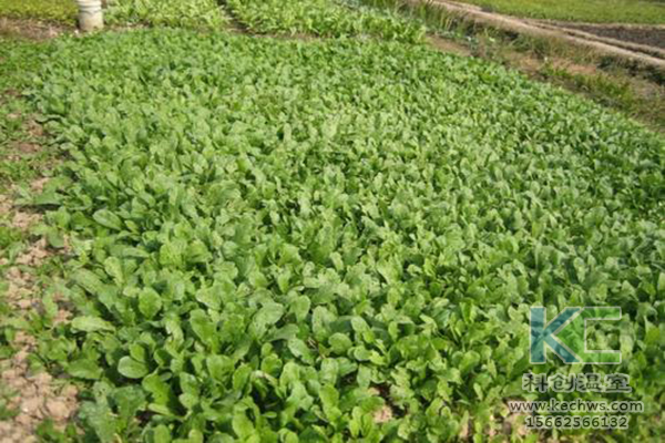 無(wú)土栽培，無(wú)土栽培技術(shù)，無(wú)土栽培設備