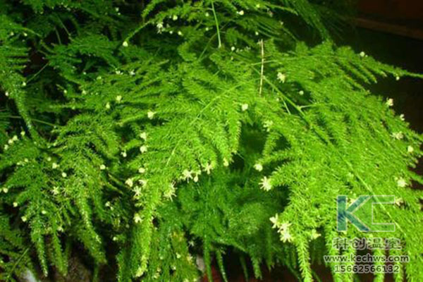 無(wú)土栽培，無(wú)土栽培技術(shù)，無(wú)土栽培設備